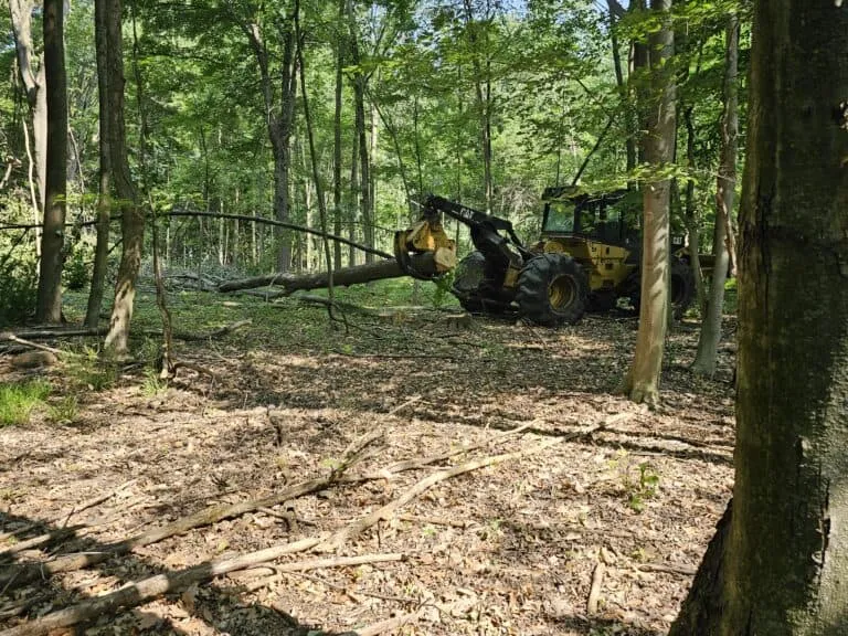 Tree Logging Service Near Me