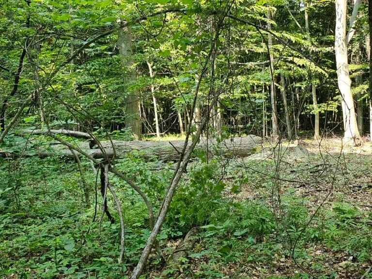 Tree Logging Service