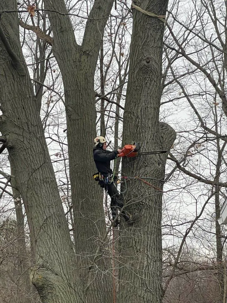 Tree Removal Service Near Me