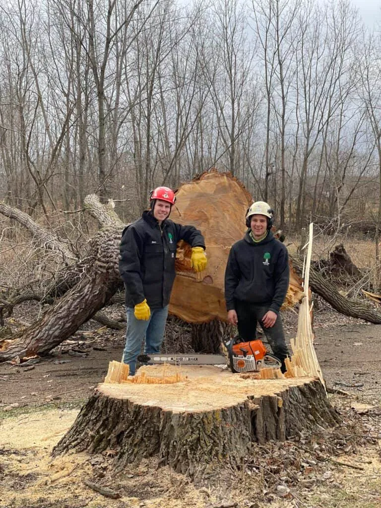 Tree Removal