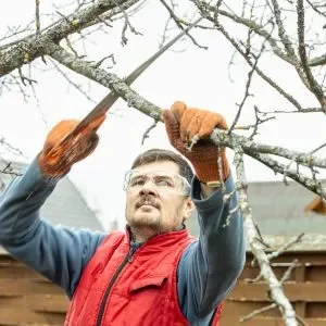 Tree Trimming Company